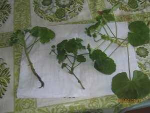 terenki pelargoni foto