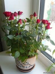 Комнатное растение роза